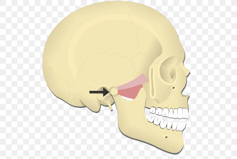 Mandible Medial Pterygoid Muscle Lateral Pterygoid Muscle Protraction Joint, PNG, 529x550px, Mandible, Bone, Ear, Head, Innervation Download Free