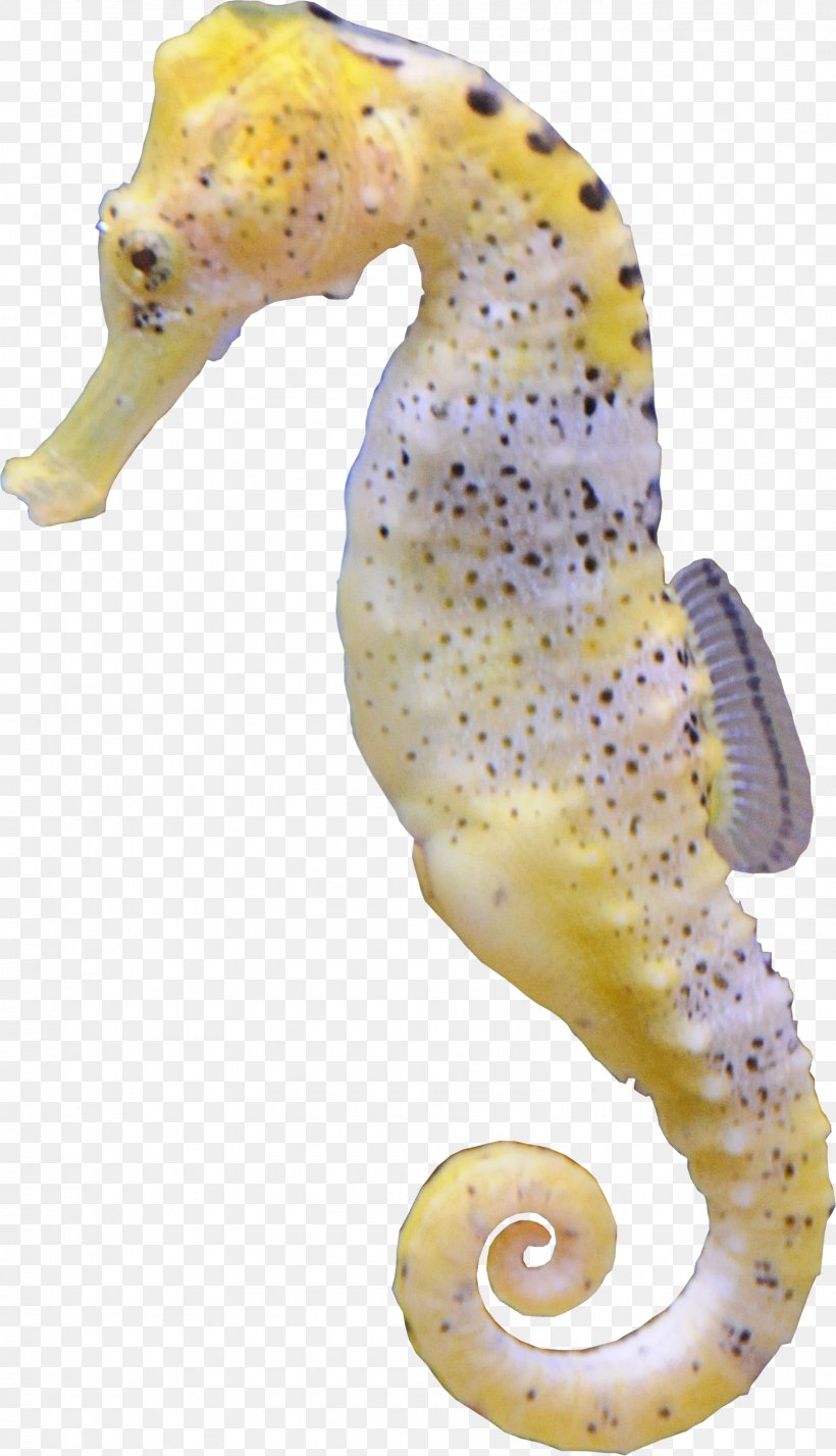 Seahorse Hippocampus Aquatic Animal, PNG, 1605x2795px, Seahorse, Aquatic Animal, Blejtram, Fish, Hippocampus Download Free