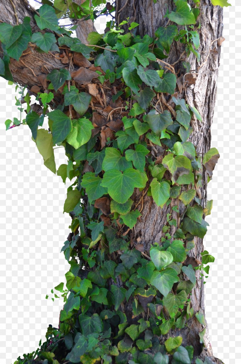 Tree Stock Photography Vine, PNG, 1600x2416px, Tree, Branch, Deviantart, Flowering Plant, Ivy Download Free