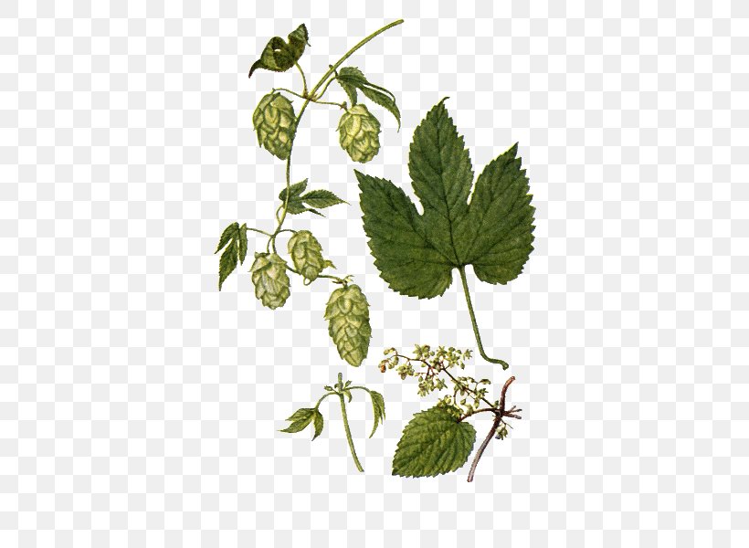 Beer Common Hop Hops Mild Ale Vine, PNG, 600x600px, Beer, Botany, Branch, Common Hop, Conifer Cone Download Free