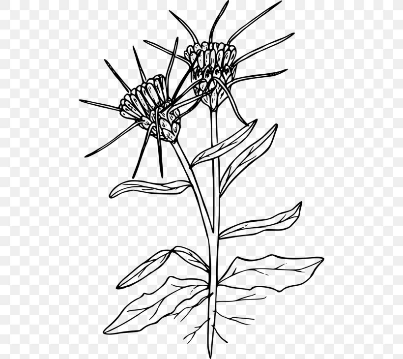 Clip Art Drawing Image Yellow Star-thistle, PNG, 500x730px, Drawing, Art, Blackandwhite, Botany, Coloring Book Download Free