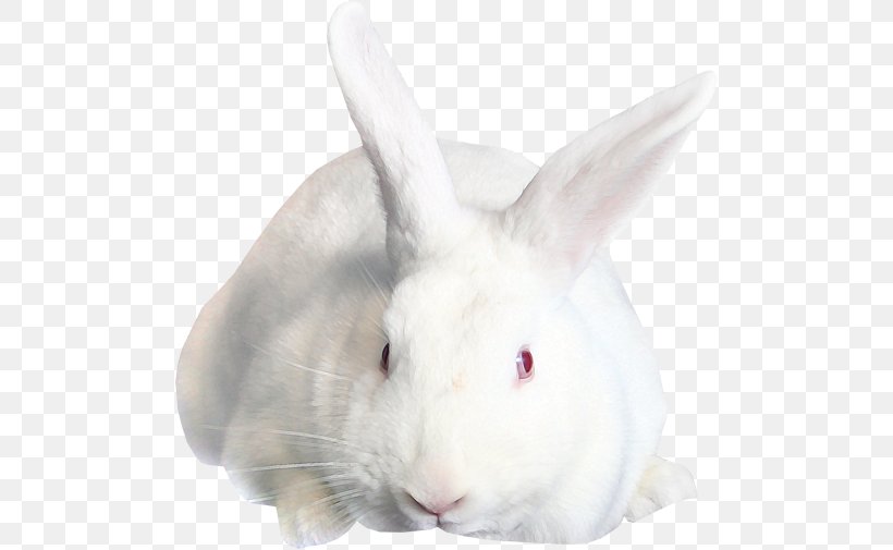 Easter Bunny Hare Domestic Rabbit, PNG, 500x505px, Easter Bunny, Animal, Domestic Rabbit, Easter, Easter Egg Download Free