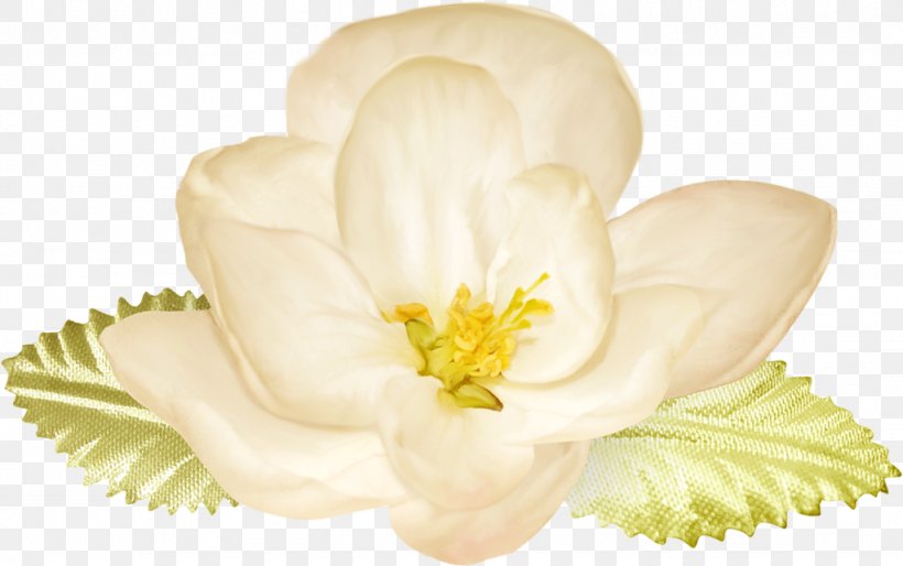 Petal Flower Photography Clip Art, PNG, 1024x642px, Petal, Color, Creativity, Flower, Flowering Plant Download Free