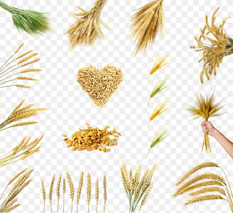 Rice Wheat Grain Cereal Oryza Sativa, PNG, 3000x2743px, Rice, Avena, Brown Rice, Cereal, Cereal Germ Download Free