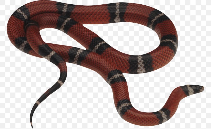 Snakes Corn Snake Milk Snake Constriction, PNG, 768x502px, Snakes, Boa Constrictor, Bullsnake, Colubridae, Constriction Download Free