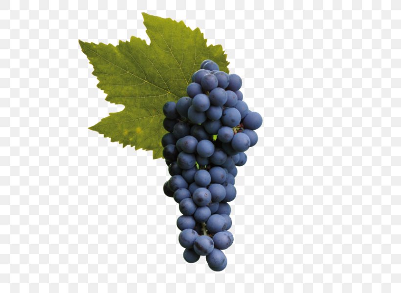 Sultana Raboso Cabernet Sauvignon Wine Grape, PNG, 600x600px, Sultana, Bilberry, Cabernet Franc, Cabernet Sauvignon, Common Grape Vine Download Free
