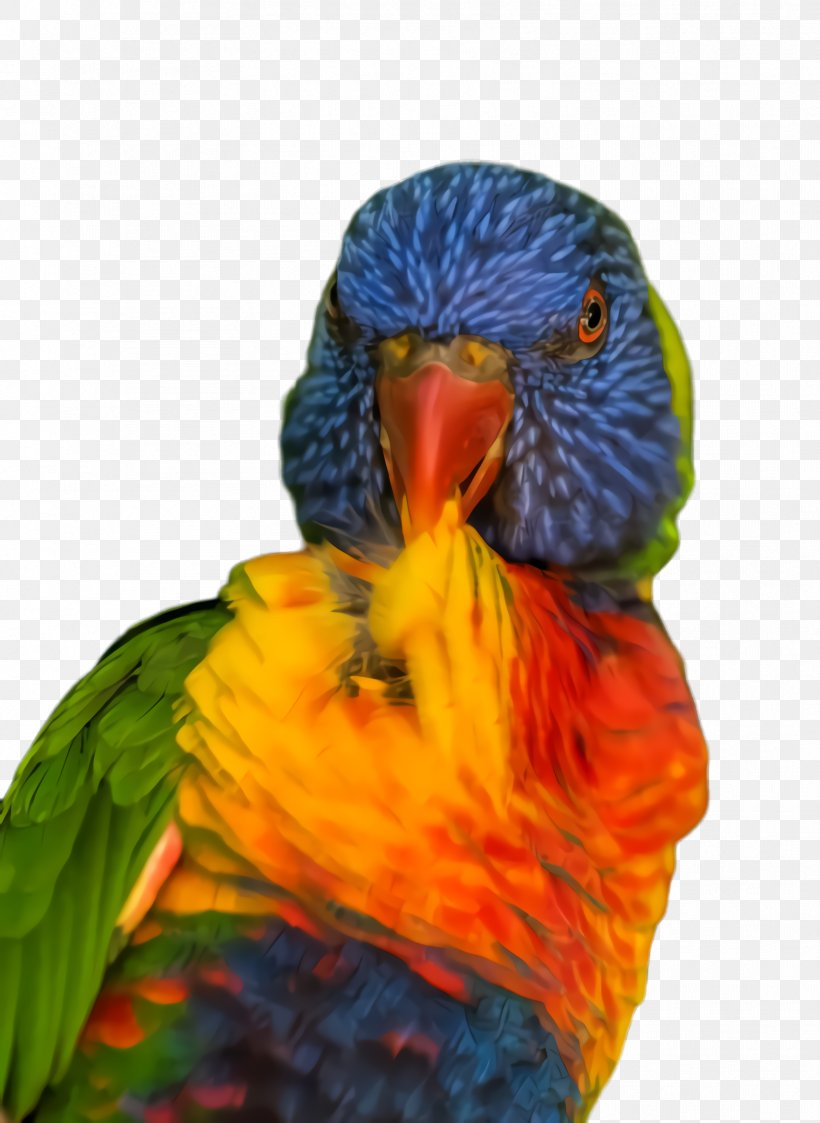 Colorful Background, PNG, 1708x2340px, Parrot, Beak, Bird, Closeup, Colorful Download Free