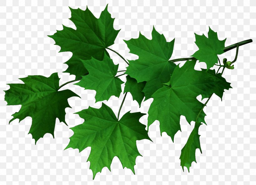 Maple Leaf Clip Art, PNG, 1757x1269px, Maple Leaf, Branch, Flower, Flowering Plant, Grape Leaves Download Free