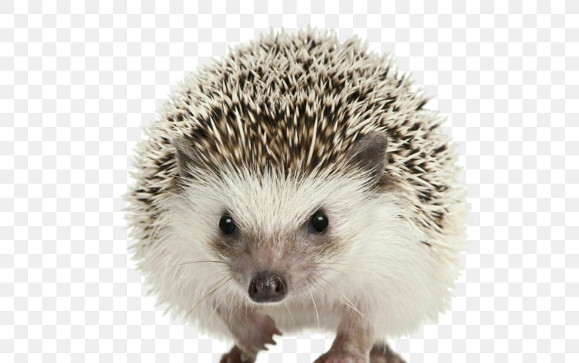 European Hedgehog Dog Domesticated Hedgehog Desktop Wallpaper Four-toed Hedgehog, PNG, 700x514px, European Hedgehog, Animal, Dog, Domesticated Hedgehog, Erinaceidae Download Free