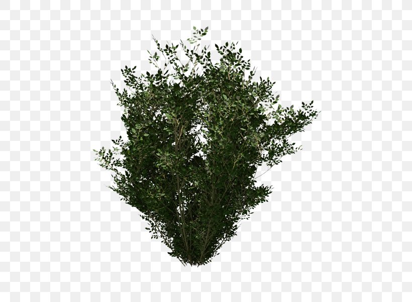 Evergreen Shrub Leaf, PNG, 600x600px, Evergreen, Branch, Grass, Leaf, Plant Download Free
