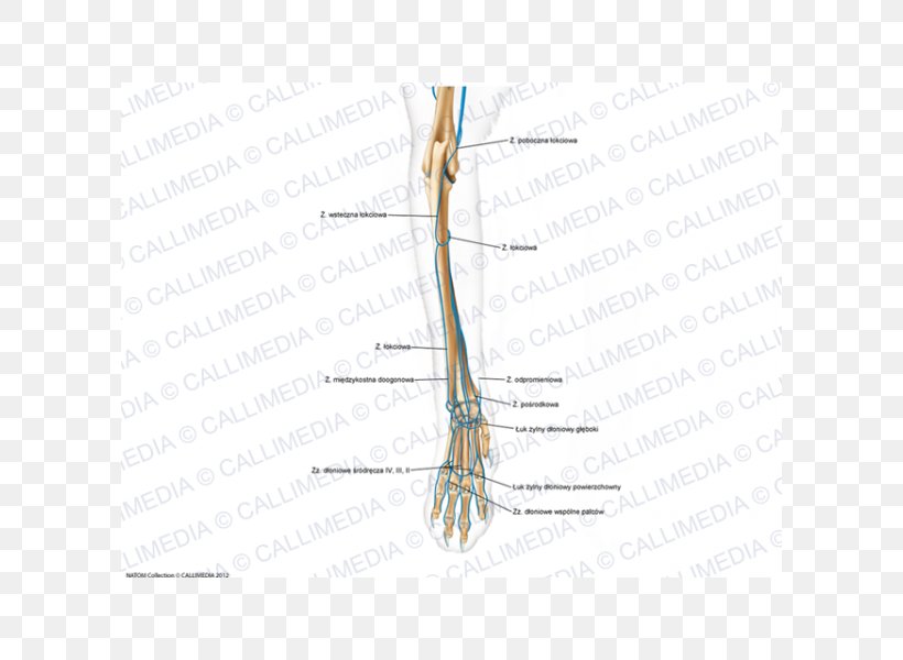 Finger Diagram Line Angle Joint, PNG, 600x600px, Watercolor, Cartoon, Flower, Frame, Heart Download Free