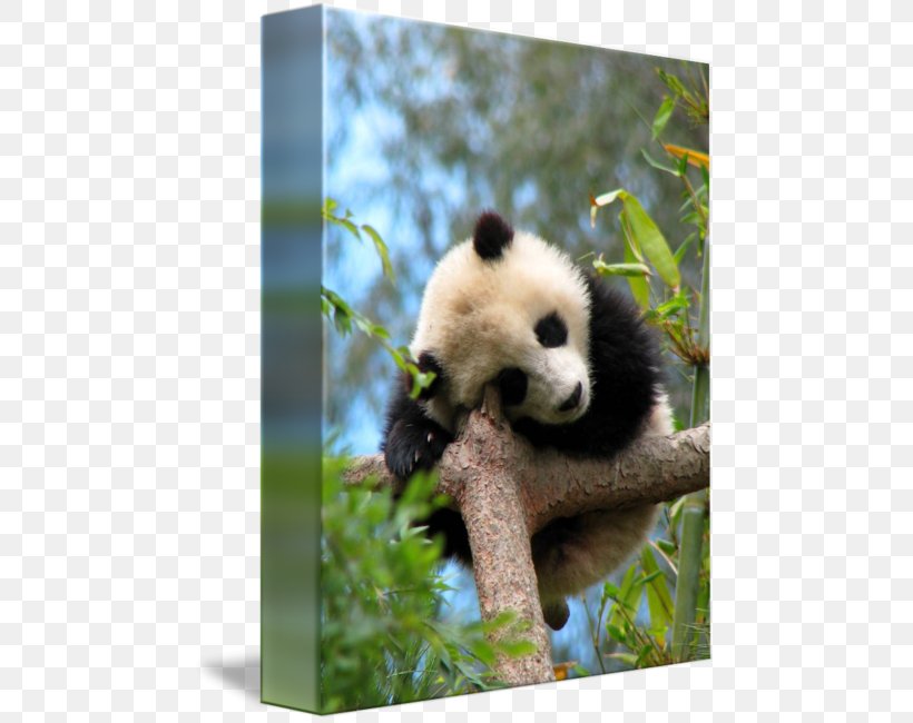 Giant Panda Red Panda Bear Zhen Zhen Тур, PNG, 469x650px, Giant Panda, Animal, Bear, Carnivoran, Excursion Download Free