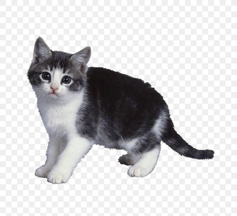God Made Animals God Made Colours God Made Me God Made The World Cat, PNG, 750x750px, God Made The World, Aegean Cat, American Shorthair, American Wirehair, Animal Download Free