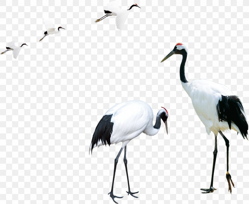 A Few Red-crowned Crane, PNG, 1499x1231px, Crane, Beak, Bird, Ciconiiformes, Computer Software Download Free