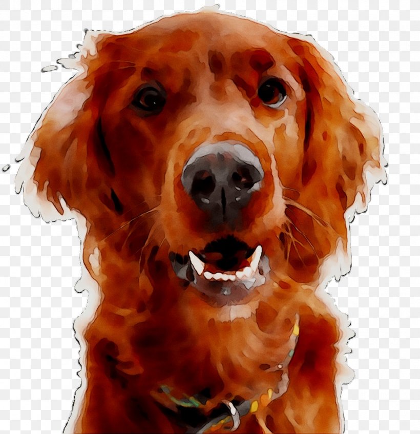 Irish Setter Golden Retriever Dog Breed Spaniel Companion Dog, PNG, 999x1033px, Irish Setter, Boykin Spaniel, Breed, Canidae, Carnivore Download Free