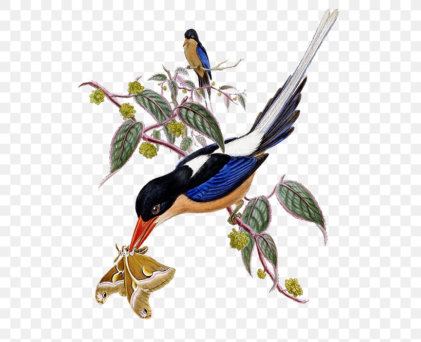 Twelve-wired Bird-of-paradise Tree Kingfisher Buff-breasted Paradise Kingfisher Black-capped Paradise Kingfisher, PNG, 563x666px, Twelvewired Birdofparadise, Beak, Bird, Birdofparadise, Blackcapped Kingfisher Download Free