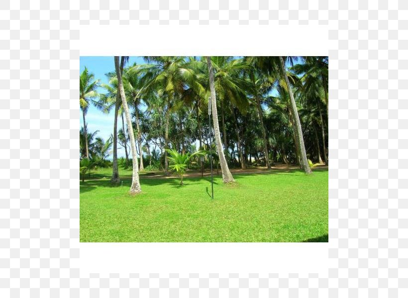 Lawn Arecaceae Vegetation Meadow Ecosystem, PNG, 800x600px, Lawn, Area, Arecaceae, Arecales, Ecosystem Download Free