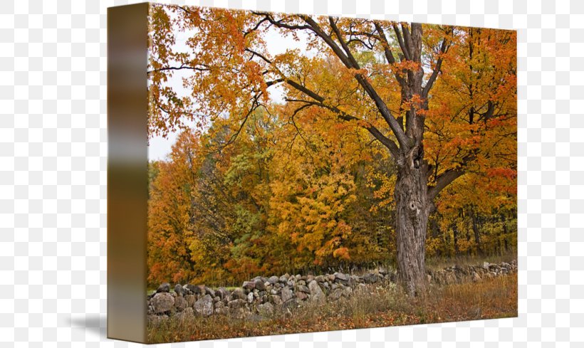 Stone Wall Temperate Broadleaf And Mixed Forest Autumn Gallery Wrap Canvas, PNG, 650x489px, Stone Wall, Art, Autumn, Broadleaved Tree, Canvas Download Free