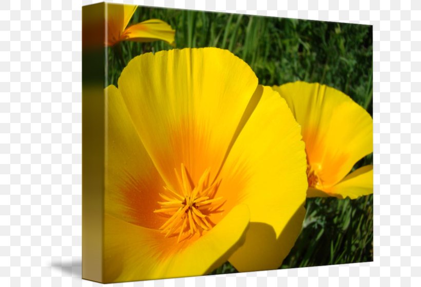 California Poppy Wildflower Flowering Plant, PNG, 650x560px, California Poppy, Eschscholzia, Eschscholzia Californica, Family, Flower Download Free