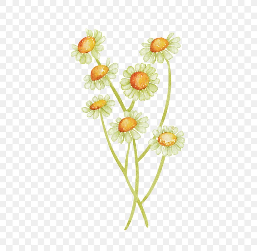 Common Daisy Common Sunflower Watercolor Painting, PNG, 497x800px, Common Daisy, Common Sunflower, Cut Flowers, Dahlia, Daisy Download Free