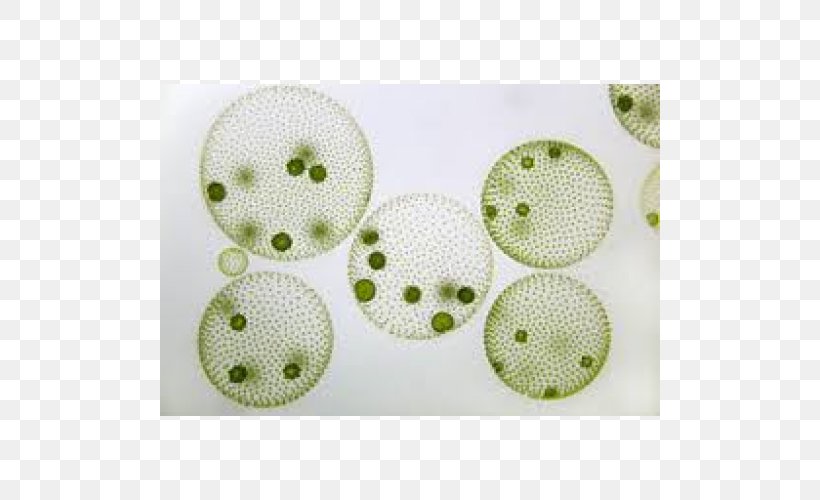 Globe Algae Microscope Green Algae Colony, PNG, 500x500px, Globe Algae, Algae, Bluegreen Bacteria, Button, Cell Download Free