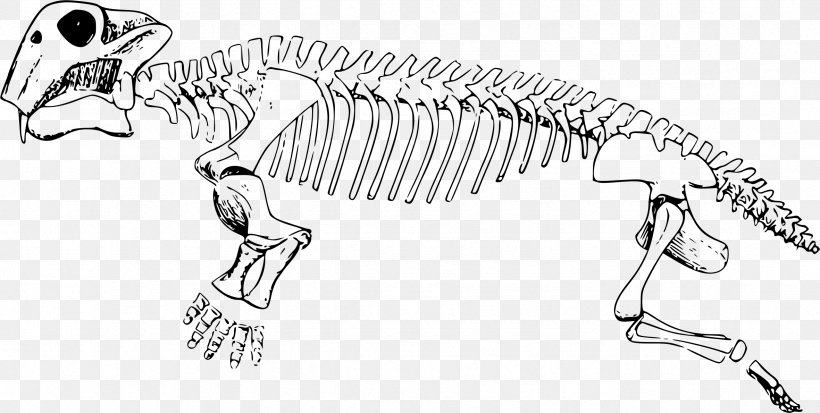 Lystrosaurus Triassic Skeleton University Of California Museum Of Paleontology Pangaea, PNG, 2362x1190px, Lystrosaurus, Animal Figure, Artwork, Black And White, Bone Download Free