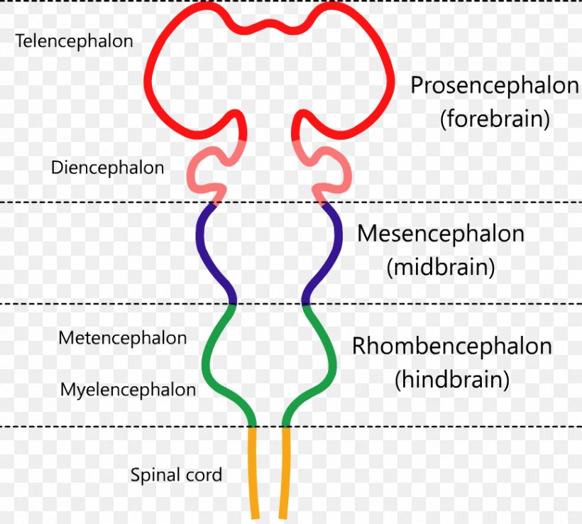 Brainstem Forebrain Embryo Human Brain, PNG, 866x780px, Watercolor, Cartoon, Flower, Frame, Heart Download Free