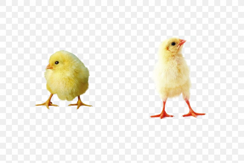 Little Yellow Duck Project Designer, PNG, 885x592px, Little Yellow Duck Project, Animal, Beak, Bird, Chicken Download Free