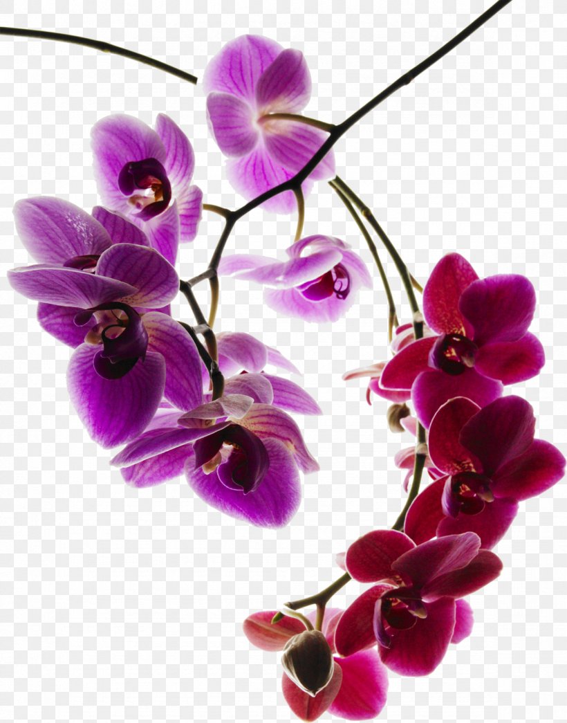 Moth Orchids Photography Flower, PNG, 1176x1500px, Moth Orchids, Blossom, Cut Flowers, Dendrobium, Floral Design Download Free