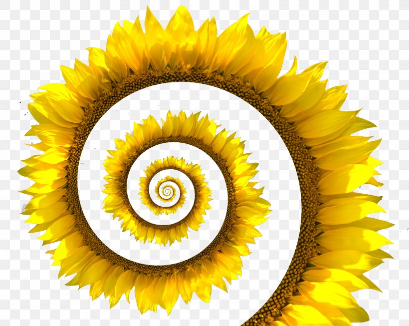 Common Sunflower Spiral Stock Photography Sunflower Seed White, PNG, 3200x2550px, Common Sunflower, Close Up, Cloud, Daisy Family, Flower Download Free