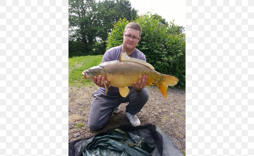 Fishing Carp Tench, PNG, 820x504px, Fishing, Carp, Cod, Fish, Tench Download Free