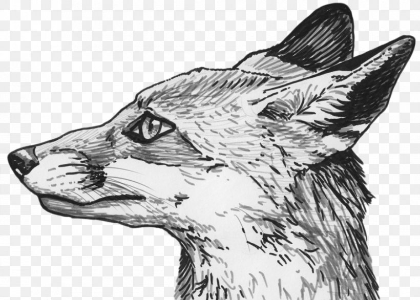 Red Fox Silver Fox Drawing Sketch, PNG, 900x644px, Silver Fox, Art, Black And White, Carnivoran, Cat Download Free