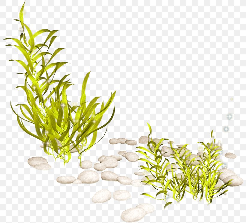 Aquatic Plants Clip Art Seaweed, PNG, 803x743px, Aquatic Plants, Algae, Aquarium, Aquarium Decor, Aquatic Animal Download Free