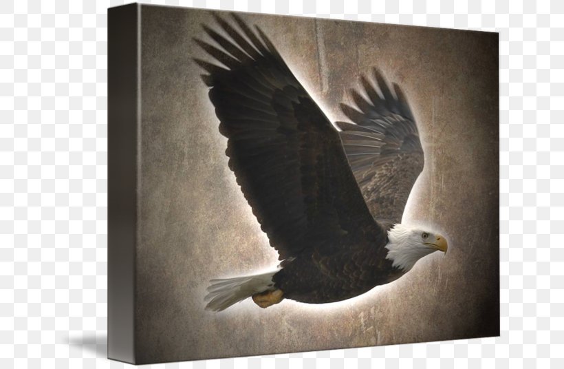 Bald Eagle Gallery Wrap Vulture Canvas Beak, PNG, 650x536px, Bald Eagle, Accipitriformes, Art, Beak, Bird Download Free