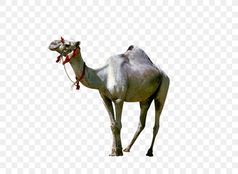 Dromedary Camelids Yandex Search, PNG, 800x600px, Dromedary, Arabian Camel, Camel, Camel Like Mammal, Camelids Download Free
