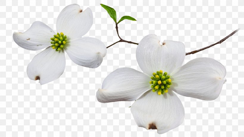 Flowering Dogwood Blossom Clip Art Image, PNG, 1370x768px, Flowering Dogwood, Blossom, Branch, Cherry Blossom, Cut Flowers Download Free