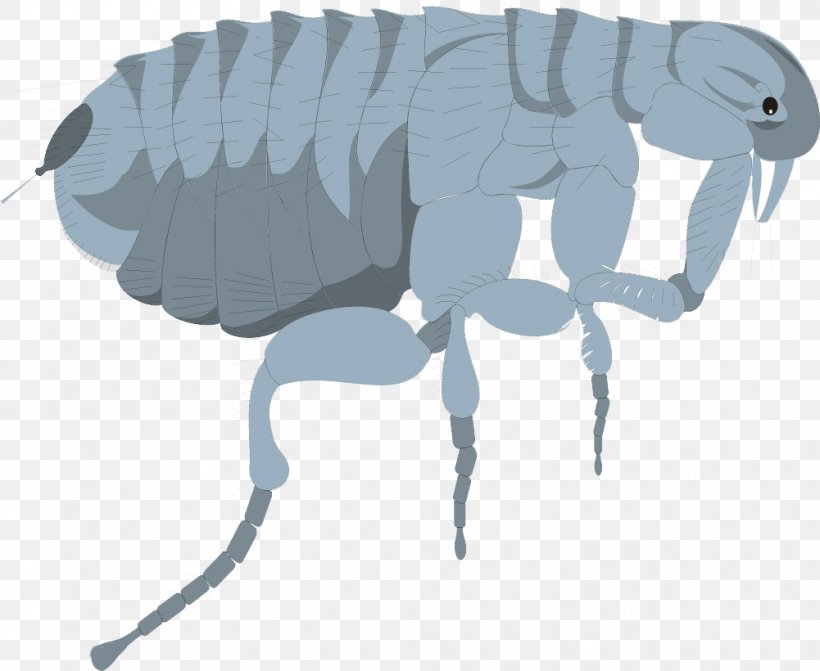 Insect Dog Mosquito Flea Cockroach, PNG, 1001x820px, Insect, Ant, Cat, Cockroach, Dog Download Free