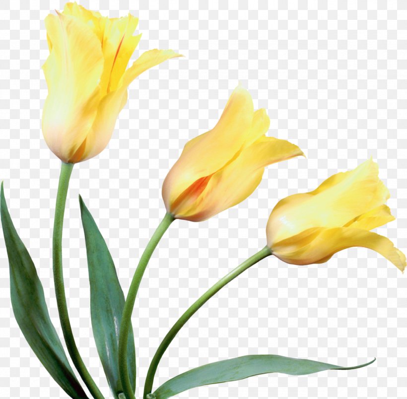 Tulip Cut Flowers Yellow, PNG, 1280x1256px, Tulip, Bud, Color, Cut Flowers, Floristry Download Free