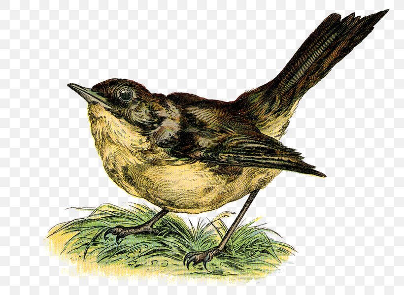 Clip Art Illustration Common Nightingale Openclipart Image, PNG, 800x599px, Common Nightingale, Art, Beak, Bird, Drawing Download Free
