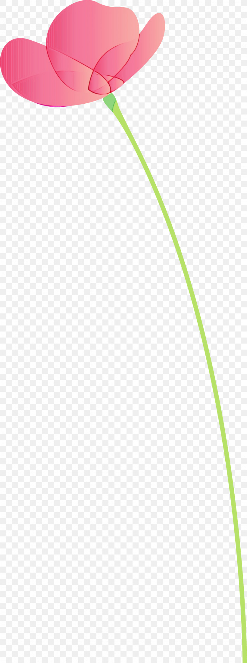 Green Line Grass Family Plant Grass, PNG, 1118x3000px, Poppy Flower, Grass, Grass Family, Green, Line Download Free