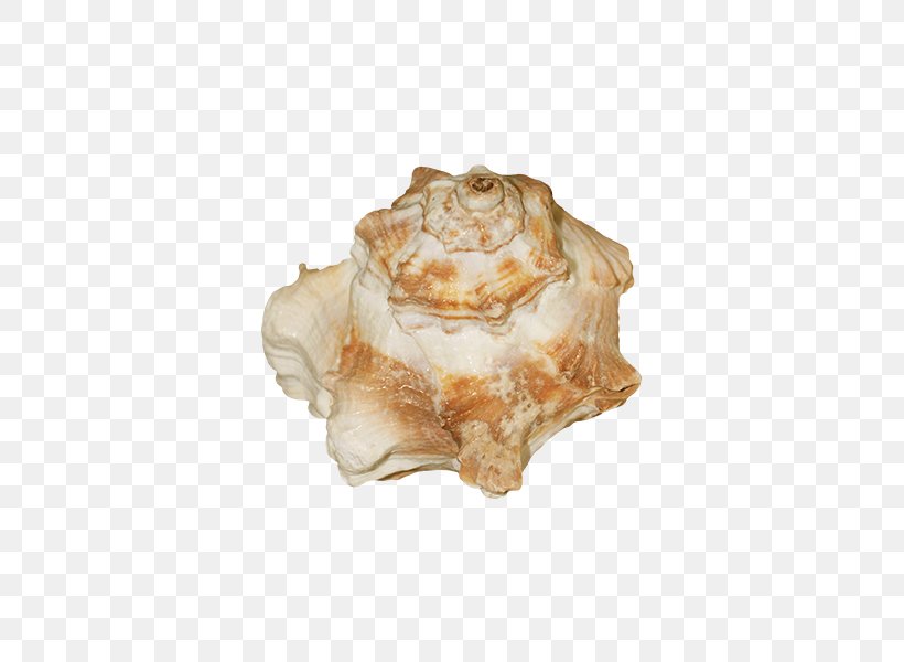 Seashell Shellfish Conchology, PNG, 600x600px, Seashell, Beach, Clams Oysters Mussels And Scallops, Conch, Conchology Download Free