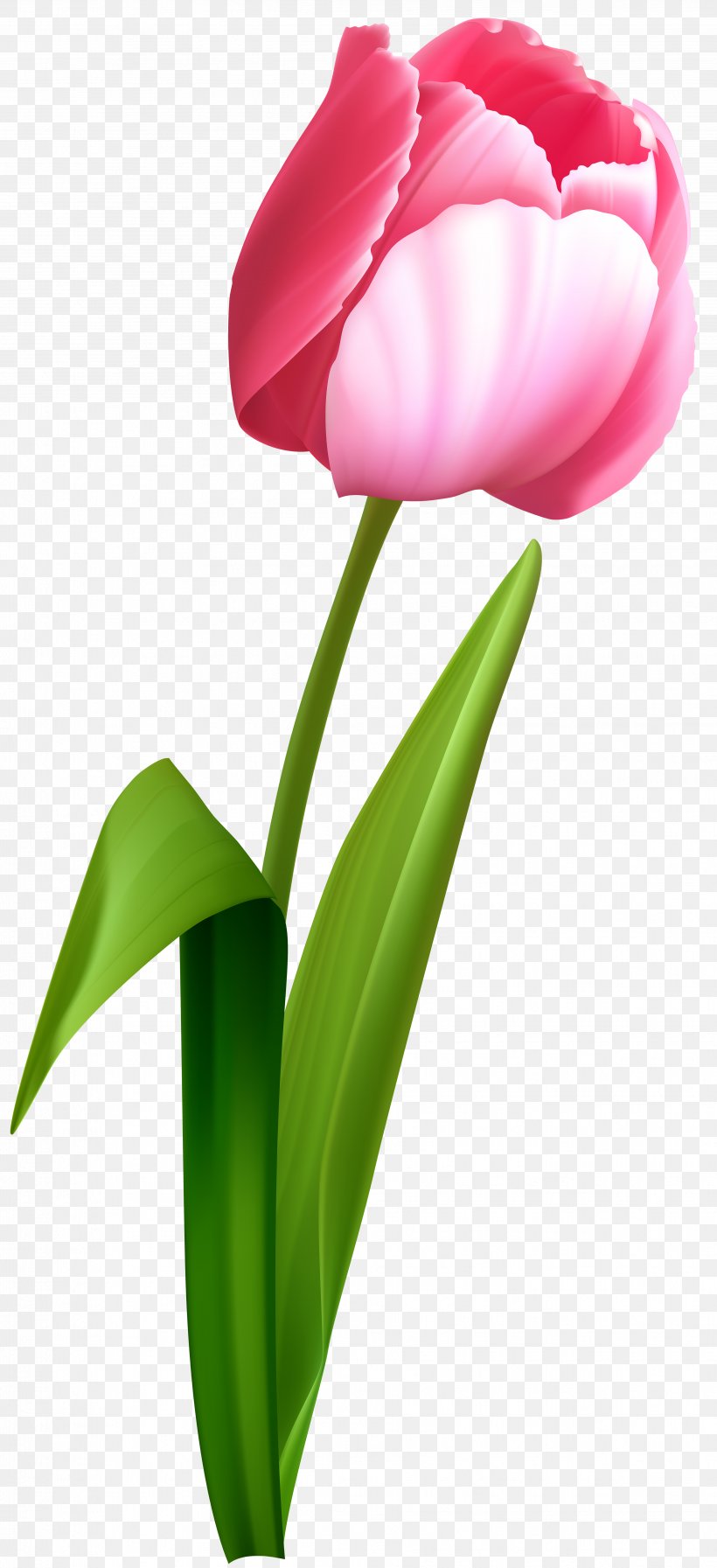 Tulip Desktop Wallpaper Flower Clip Art, PNG, 3657x8000px, Tulip, Art, Cut Flowers, Flower, Flowering Plant Download Free