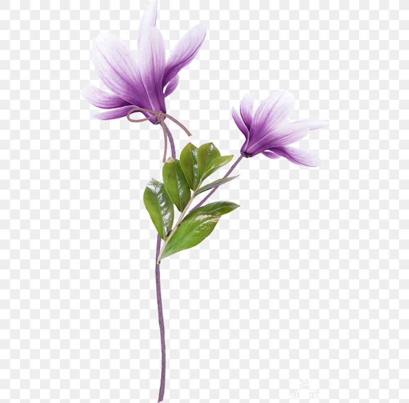 Azalea Petal Flower, PNG, 500x808px, Azalea, Cut Flowers, Flower, Flowering Plant, Lilac Download Free