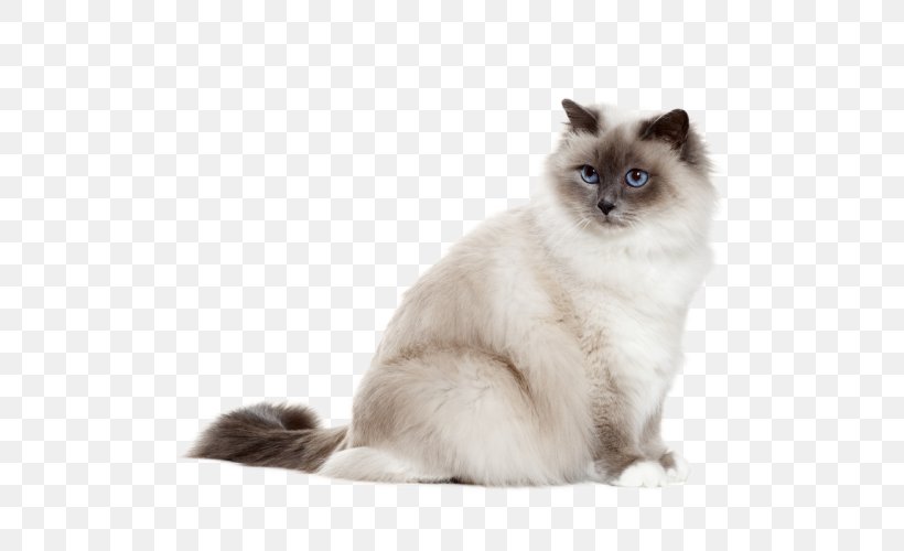 Birman Chartreux Persian Cat British Shorthair Tonkinese Cat, PNG, 500x500px, Birman, American Shorthair, Asian Semi Longhair, Brazilian Shorthair, Breed Download Free