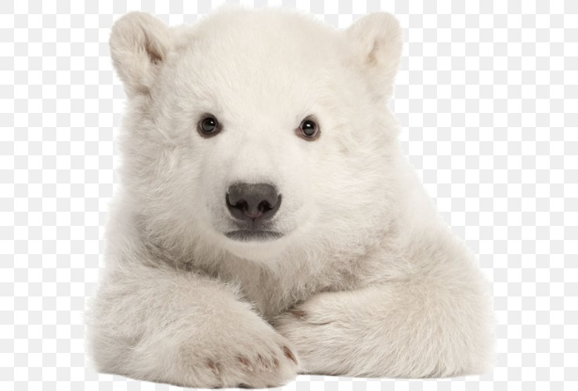 Polar Bear My First Baby Animals My First Words Let's Get Talking Infant, PNG, 600x554px, Polar Bear, American Black Bear, Animal, Bear, Booktopia Download Free