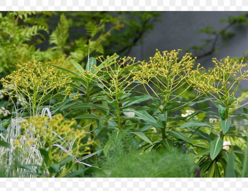 Subshrub Tree Herb, PNG, 970x747px, Subshrub, Grass, Herb, Plant, Shrub Download Free