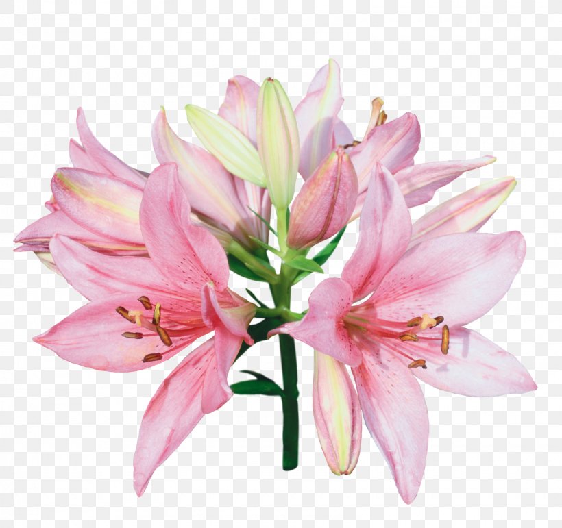 Tiger Lily Lilium Bulbiferum Desktop Wallpaper Flower, PNG, 1600x1505px, Tiger Lily, Alstroemeriaceae, Amaryllis Belladonna, Arumlily, Color Download Free