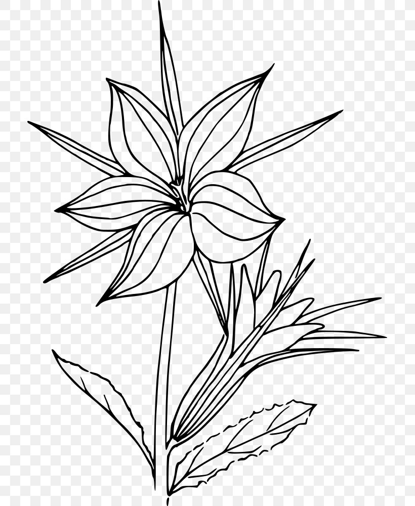 Black And White Flower Line Art Botany Drawing, PNG, 711x1000px, Black And White, Artwork, Botanical Illustration, Botany, Branch Download Free