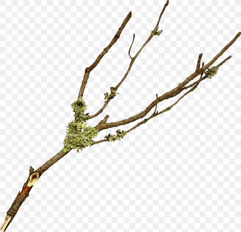 Branch Twig Tree Leaf, PNG, 3148x3033px, Branch, Flower, Information, Leaf, Megabyte Download Free
