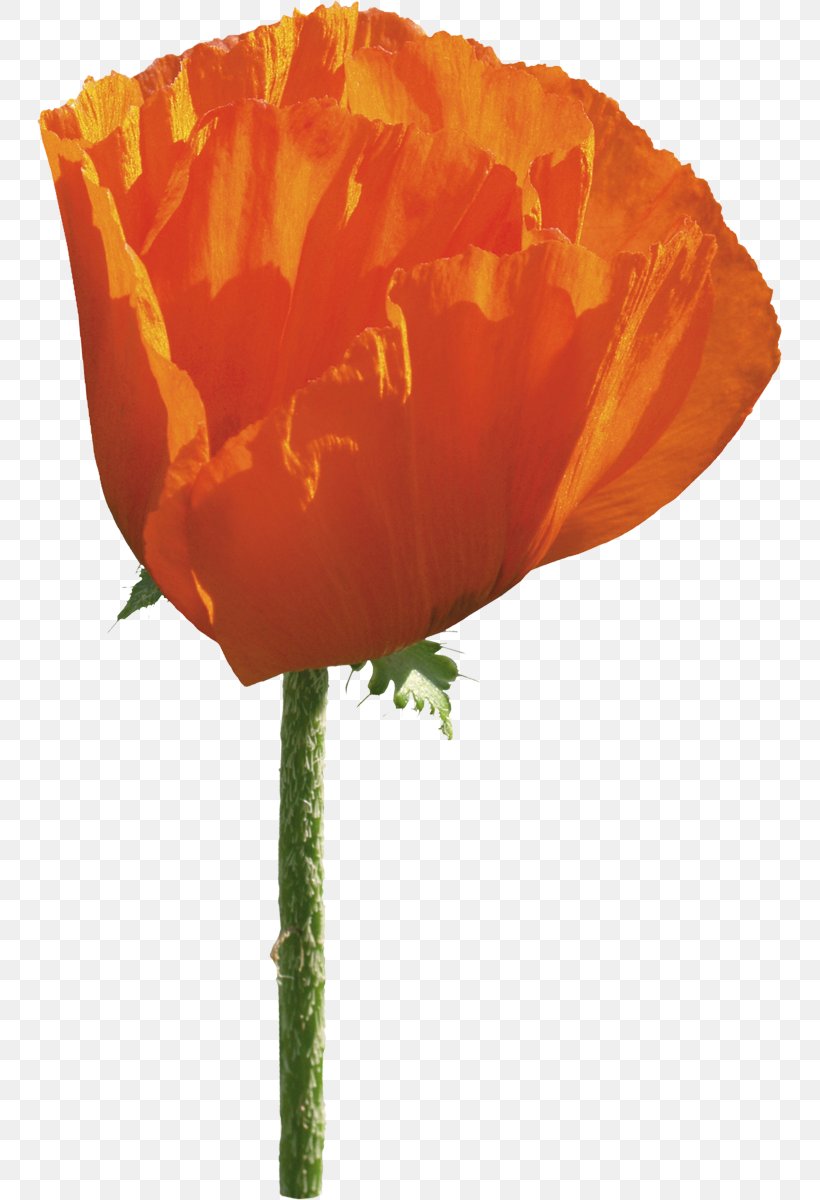 Common Poppy Flower Opium Poppy, PNG, 745x1200px, Common Poppy, Blume, California Poppy, Coquelicot, Cut Flowers Download Free